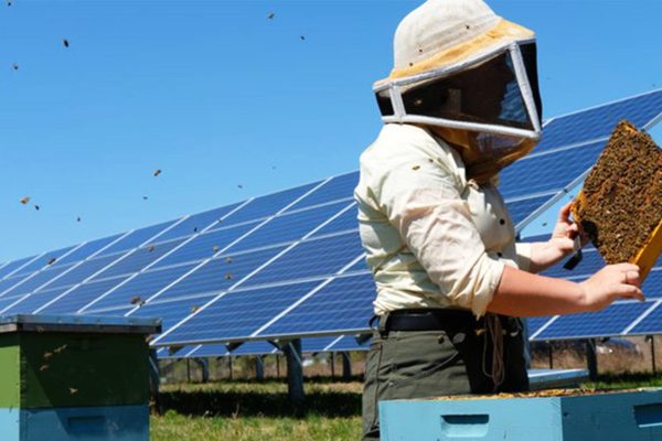 solar-beekeeping