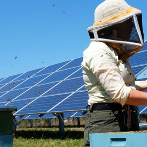 solar-beekeeping